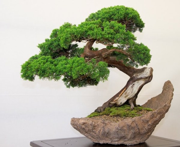 1311327142_3-bonsai-pillnitz-trees-27